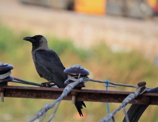 The House Crow or The Indian Grey-necked - Image
