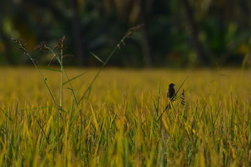 Beautiful birds in rice thailand