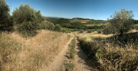 Fototapeta na wymiar Tuscan agricultural landscape, Florentine district of Montespertoli
