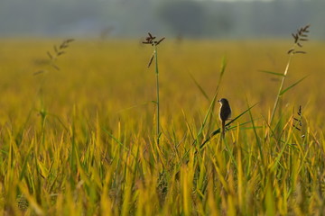 Beautiful birds in rice thailand
