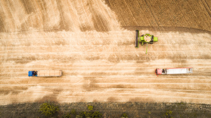 Fototapeta na wymiar Aerial view of a combine unloads grain from grain compartment into a truck. One truck drove off and the next truck drove up to receive wheat grains.