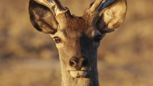 Close-up of young Iberian deer male