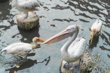 Selective focus of pelican birds  waiting for food in pond.