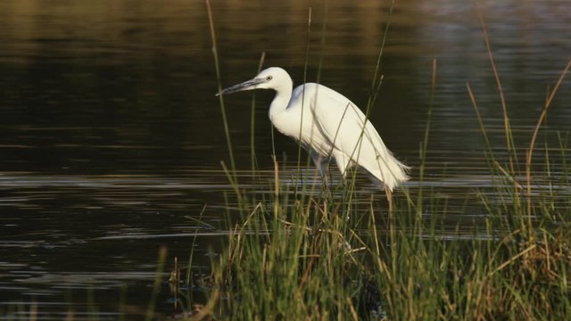 common egret walking along the lake shore