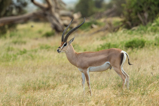 Grants Gazelle Seen at Amboseli National Park,Africa