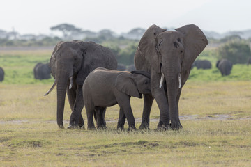 baby elephant sucking Mothers milk at Amboseli NAtional Park,Africa,