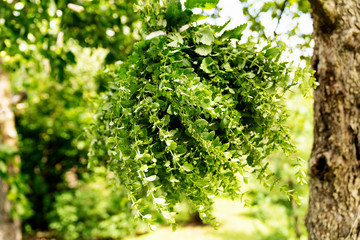 Green fresh melissa bunches hanged under a tree in blurred garden background. Medicinal herbs prepared for drying home made tea. Lemon balm - Melissa officinalis. 