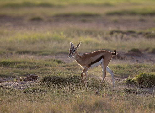 Thomsons Gazelle seen at Amboseli National Park,Kenya,Africa
