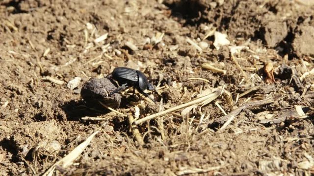 dung beetle moving a dung ball