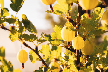 gooseberries, green berries in the sun, glare from the sun, selective focusing