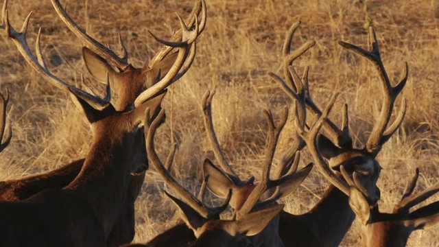 herd of young Iberian deer slow motion