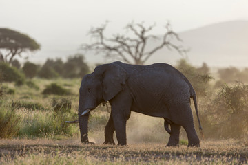 Fototapeta premium African Elephant seen at Amboseli National Park,Kenya,Africa