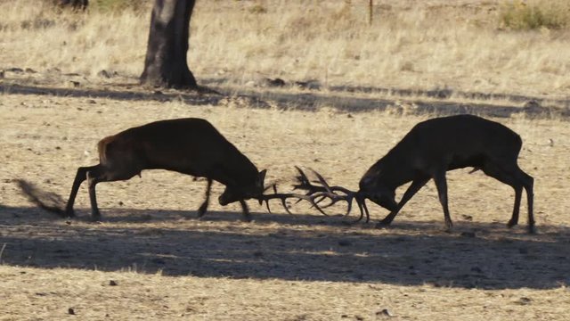Iberian deer fight during the bellowing in the pasture