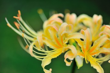 白曼珠沙華の花の接写