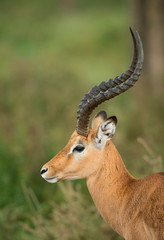 Portrait of Impala Gazelle seen at Amboseli National Park,Kenya,Africa