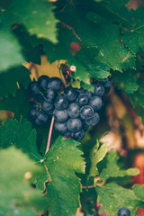 Red grapes autumn on the vineyard.