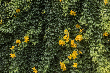 Beautiful yellow flowers with green leaves  background ,Cat's Claw, Catclaw Vine, Cat's Claw Creeper plants