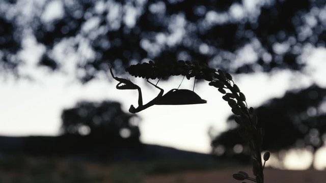 praying mantis silhouette on floor