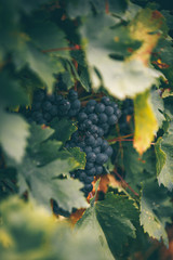 Red grapes autumn on the vineyard.