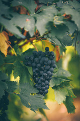 Red grapes autumn on the vineyard.
