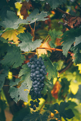 Red grapes autumn on the vineyard.