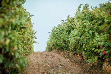 When picking grapes in autumn. Creators of good wines.