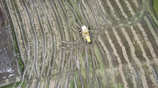 Aerial view follow harvester in paddy field.