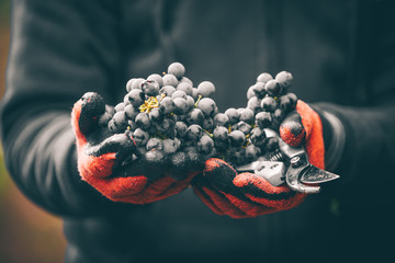 Grapes cut with scissors, harvest in autumn.