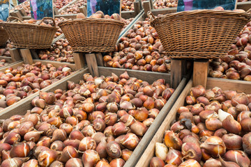 bulbes de tulipes au marché aux fleurs