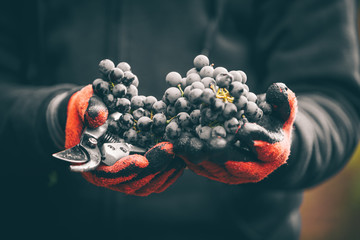 Grapes cut with scissors, harvest in autumn.