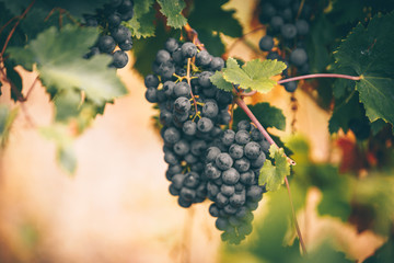 Grapes in hand, harvest in autumn.