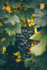 Red grapes autumn on the vineyard.