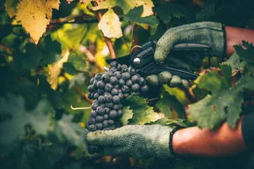 Crédence de cuisine en verre imprimé Vignoble Grapes in hand, harvest in autumn.