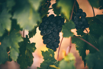Red grapes autumn on the vineyard.
