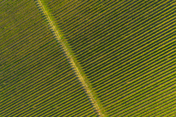Fototapeta premium Top drone view of a vineyard at autumn