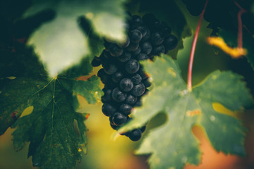 Red grapes autumn on the vineyard.