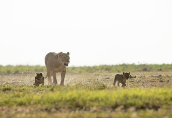 Lioness walking wity small cubs at Amboseli National Park,Kenya,Africa