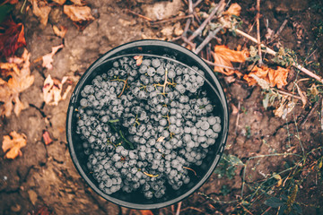 Packed with grapes. Grape bucket in autumn.