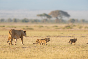 Fototapeta na wymiar Lioness walking with small cubs at Amboseli National Park,Kenya,Africa