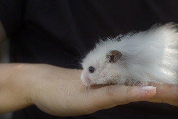 Obraz premium Cute white hamster sits on the hands of a man. The concept of caring for hamsters, pets. Close-up image.