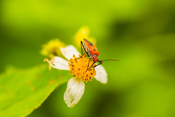 Macro pictures of small things during the rainy season.7