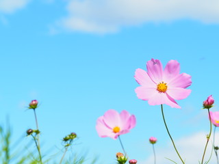 北海道のコスモス畑の風景