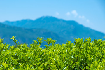 Green foliage of shrubs against the backdrop of a panorama of mountains, blue sky and white clouds. Beautiful mountains in Greece