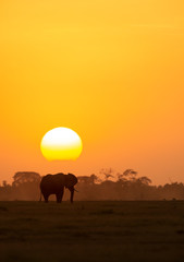 African Elephant with setting sun at Amboseli Nation Park,Kenya,Africa