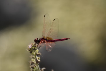 red dragonfly
