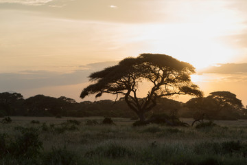 Plakat Beautiful Sunset in Amboseli National Park,Kenya,Africa