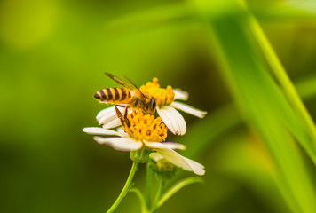 Macro pictures of small things during the rainy season.13