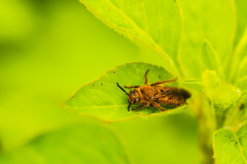 Macro pictures of small things during the rainy season.4