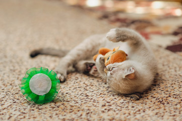 lying kitten caught a toy prey and play with it