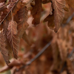 Red autumn leaves background, autumnal vibrant branch